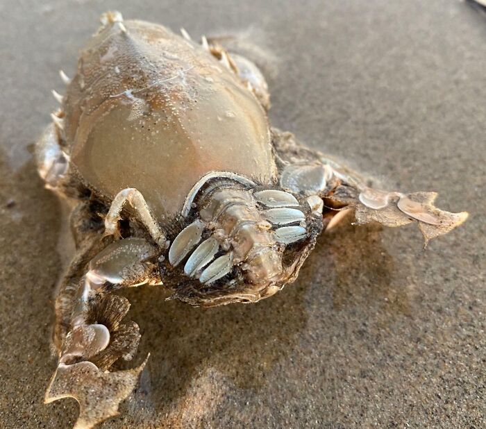 106 Interesting And Bizarre Things People Found At The Beach (New Pics)