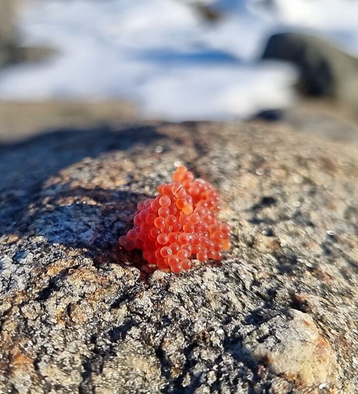 106 Interesting And Bizarre Things People Found At The Beach (New Pics)