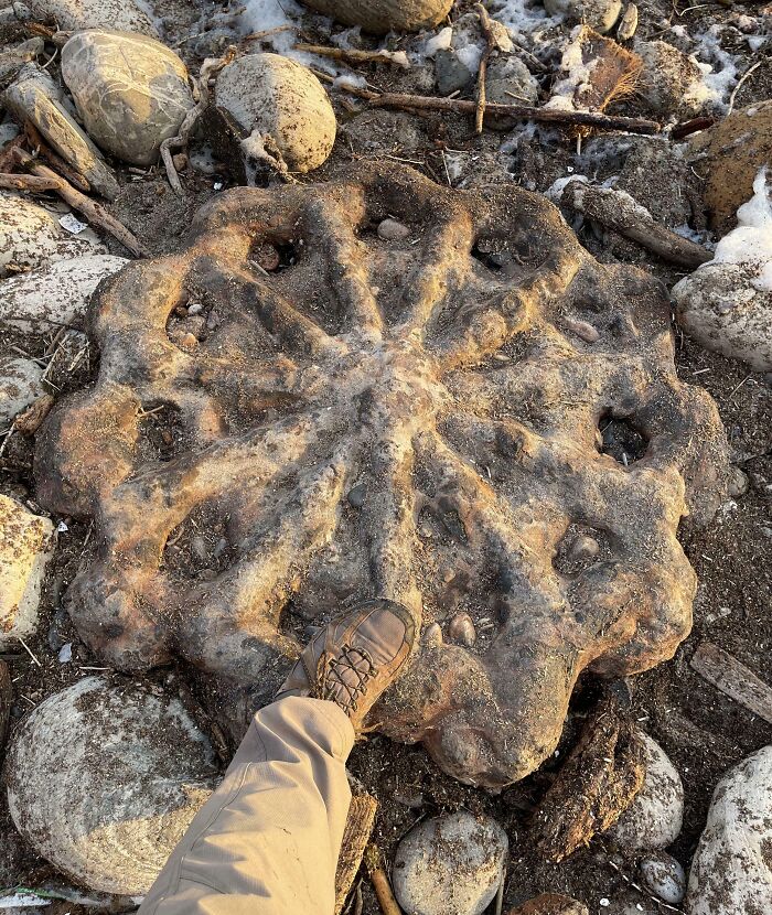 106 Interesting And Bizarre Things People Found At The Beach (New Pics)
