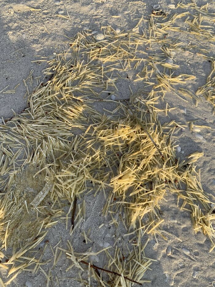106 Interesting And Bizarre Things People Found At The Beach (New Pics)