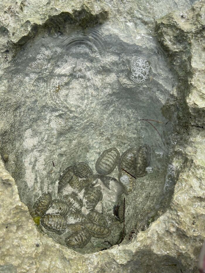 106 Interesting And Bizarre Things People Found At The Beach (New Pics)