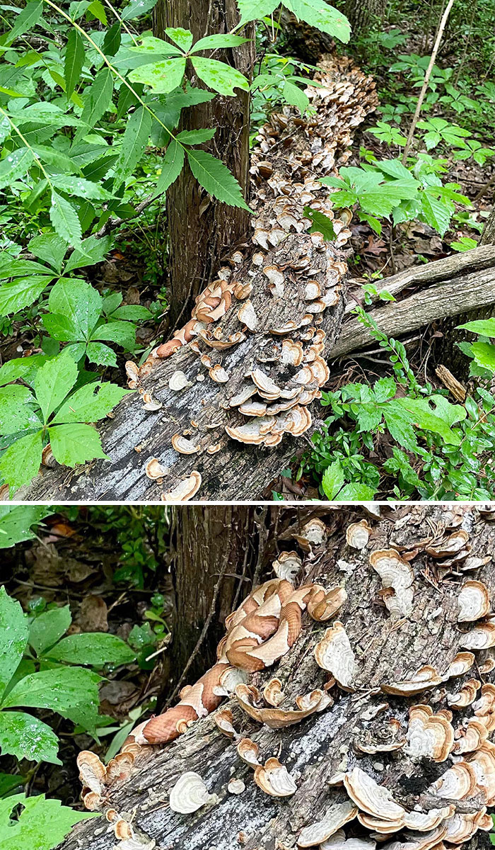 66 Things That Matched Their Surroundings So Well, People Had To Do A Double Take (New Pics)