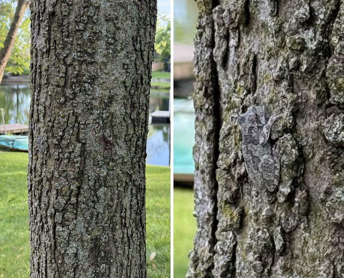 66 Things That Matched Their Surroundings So Well, People Had To Do A Double Take (New Pics)