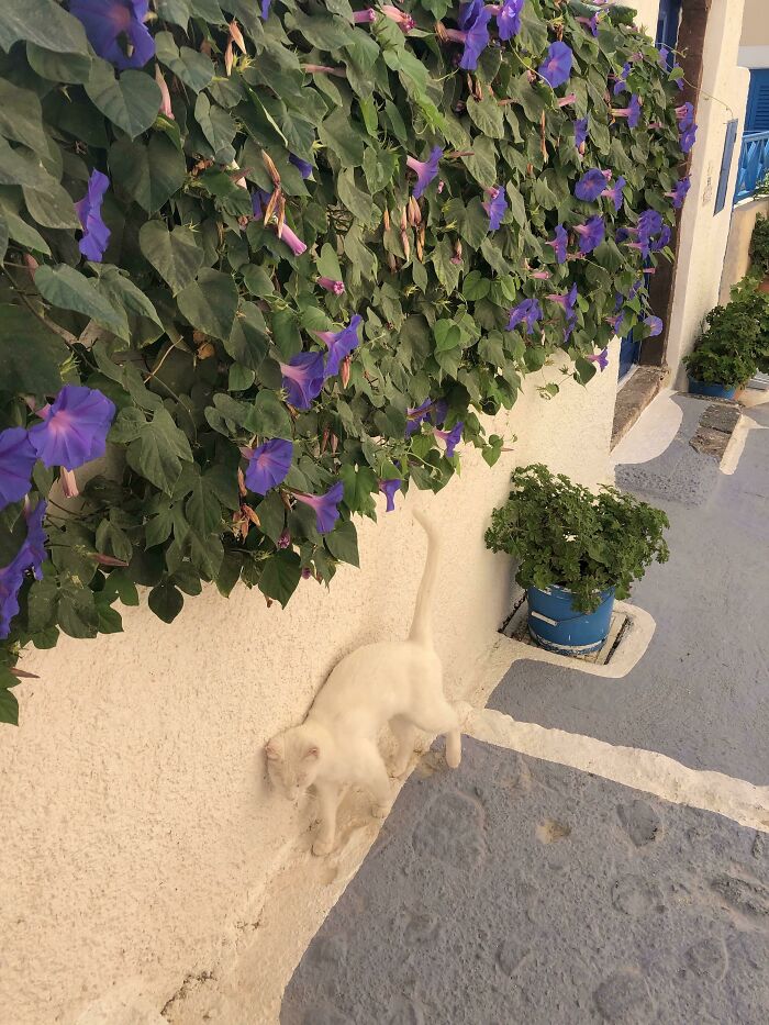 66 Things That Matched Their Surroundings So Well, People Had To Do A Double Take (New Pics)