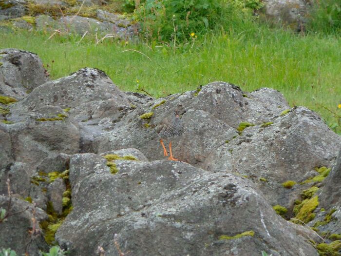 66 Things That Matched Their Surroundings So Well, People Had To Do A Double Take (New Pics)