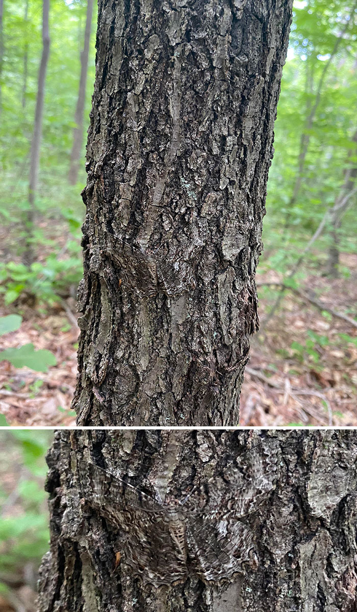 66 Things That Matched Their Surroundings So Well, People Had To Do A Double Take (New Pics)