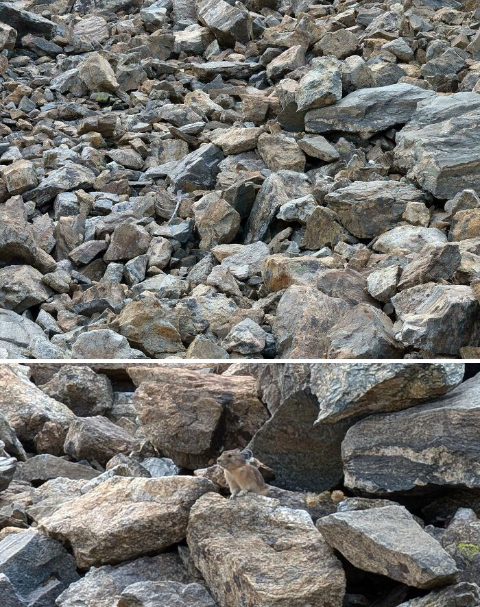 66 Things That Matched Their Surroundings So Well, People Had To Do A Double Take (New Pics)