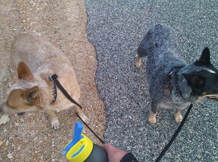 66 Things That Matched Their Surroundings So Well, People Had To Do A Double Take (New Pics)