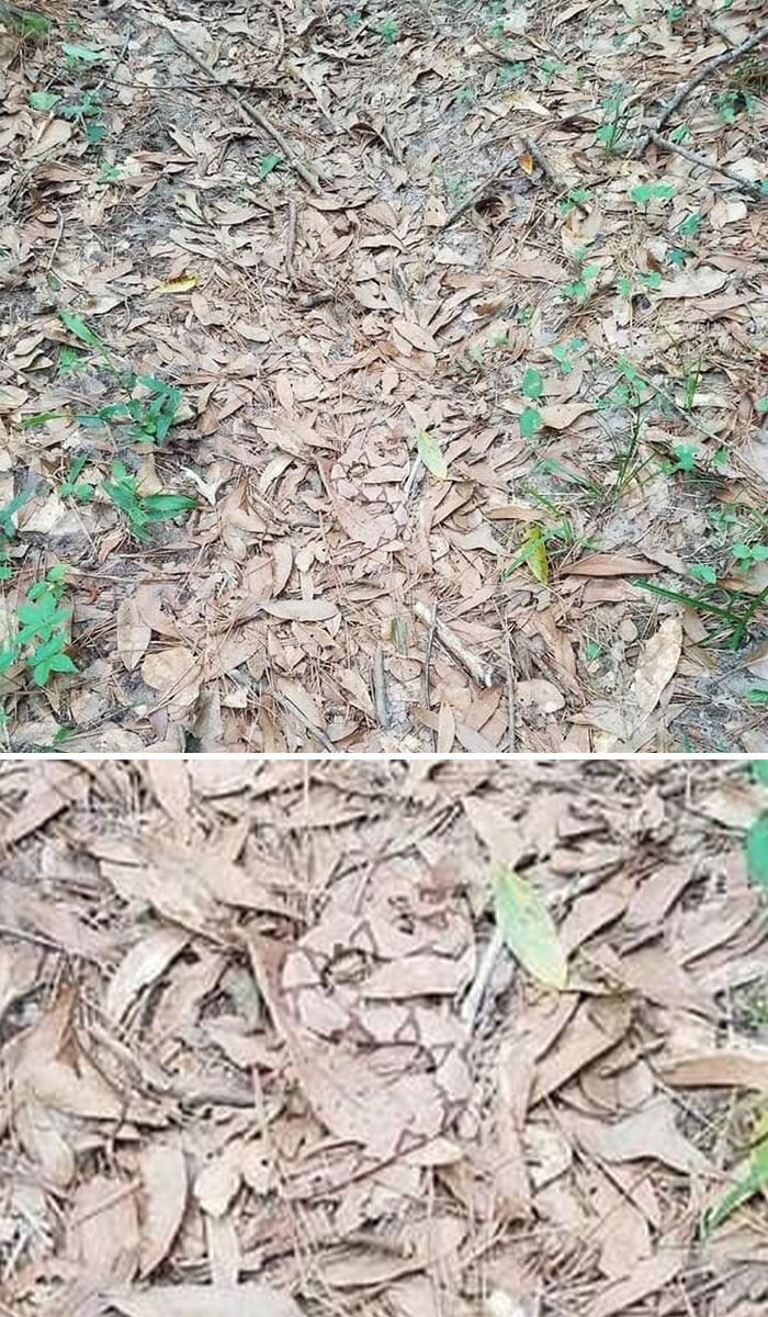 66 Things That Matched Their Surroundings So Well, People Had To Do A Double Take (New Pics)
