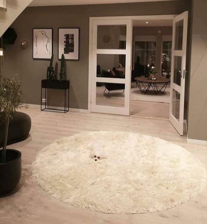 66 Things That Matched Their Surroundings So Well, People Had To Do A Double Take (New Pics)