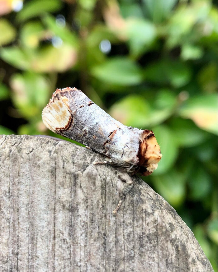 66 Things That Matched Their Surroundings So Well, People Had To Do A Double Take (New Pics)