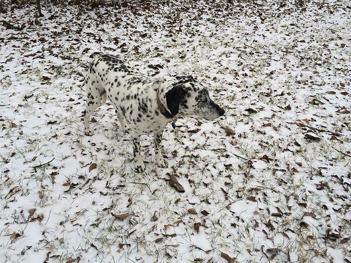 66 Things That Matched Their Surroundings So Well, People Had To Do A Double Take (New Pics)