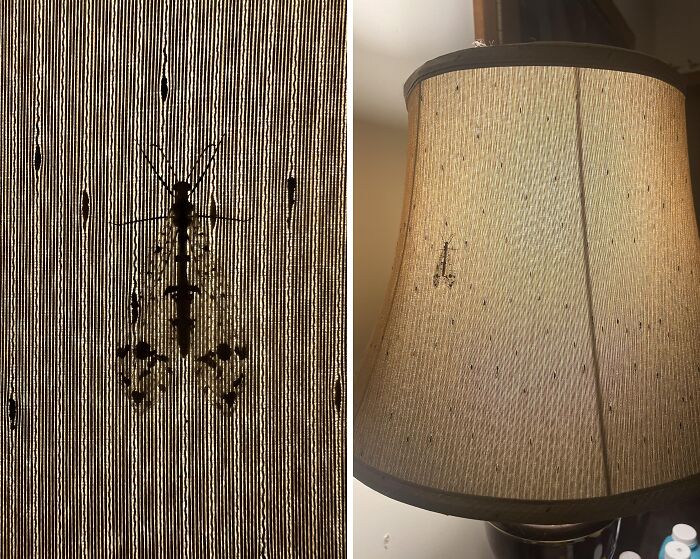 66 Things That Matched Their Surroundings So Well, People Had To Do A Double Take (New Pics)
