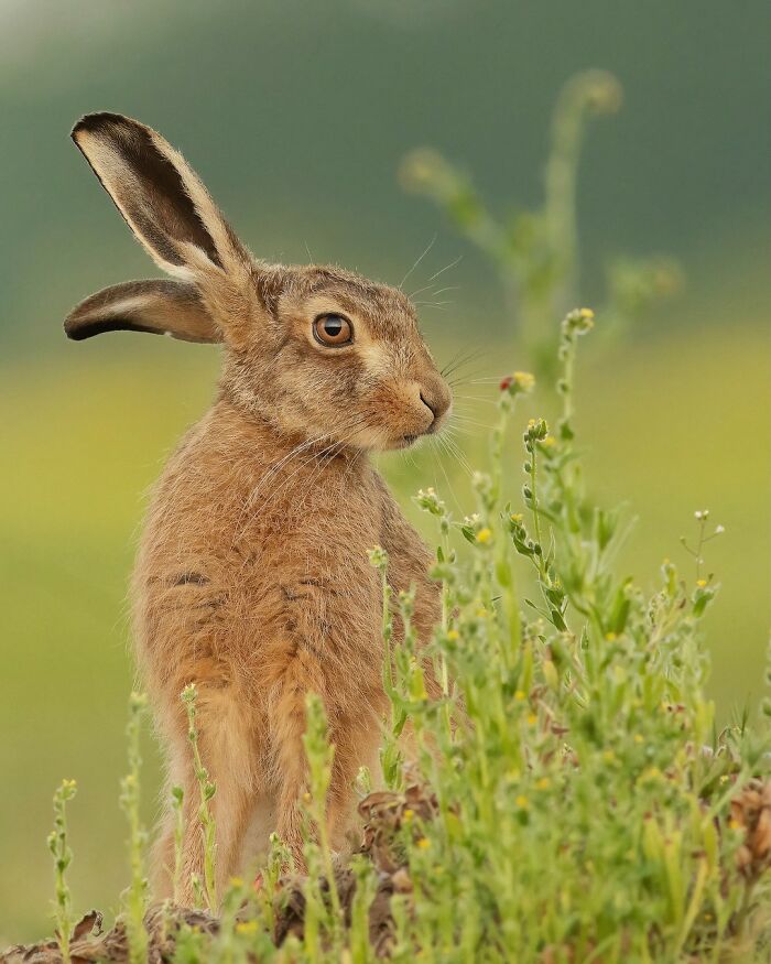60 Stunning Photos Capturing Nature, People, And Life Around The World