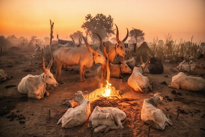 60 Stunning Photos Capturing Nature, People, And Life Around The World