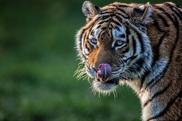60 Stunning Photos Capturing Nature, People, And Life Around The World