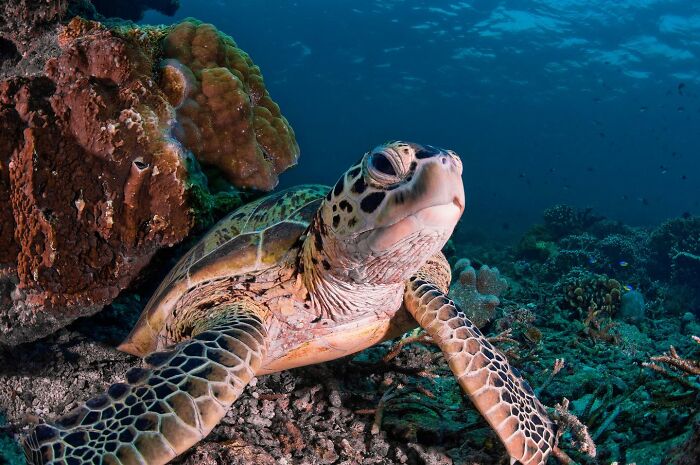 60 Stunning Photos Capturing Nature, People, And Life Around The World