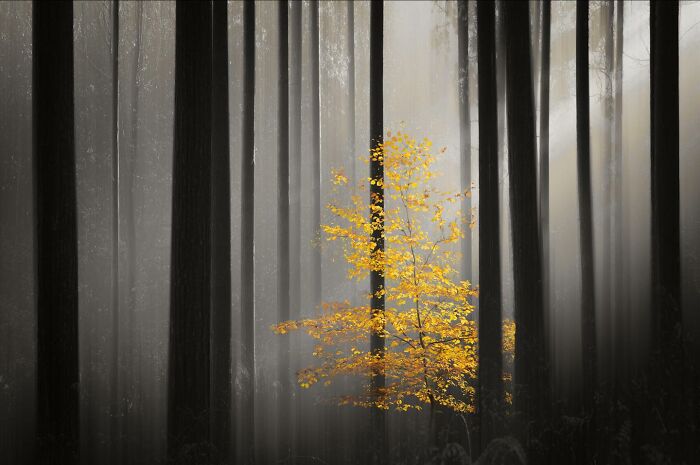 60 Stunning Photos Capturing Nature, People, And Life Around The World