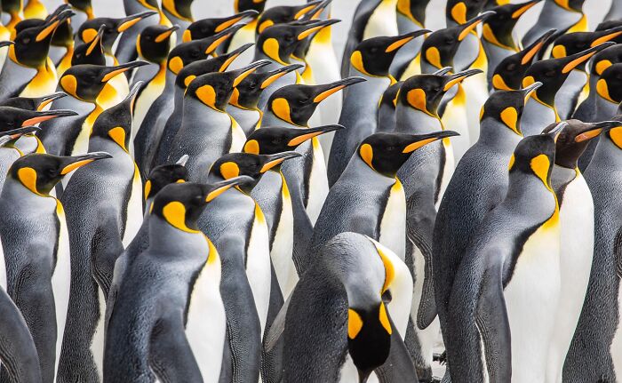 60 Stunning Photos Capturing Nature, People, And Life Around The World