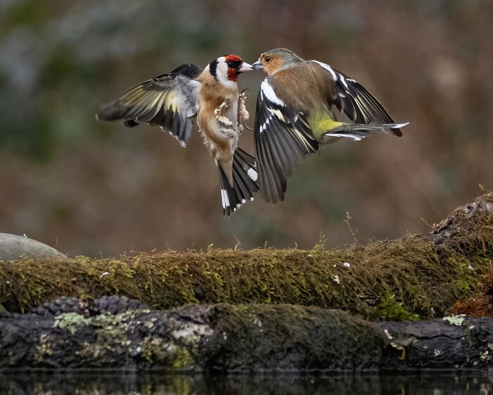 60 Stunning Photos Capturing Nature, People, And Life Around The World