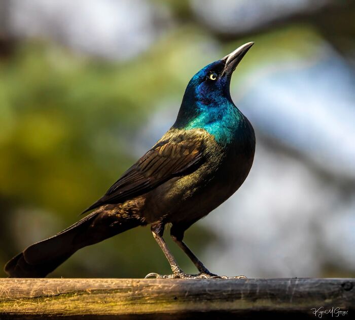 60 Stunning Photos Capturing Nature, People, And Life Around The World