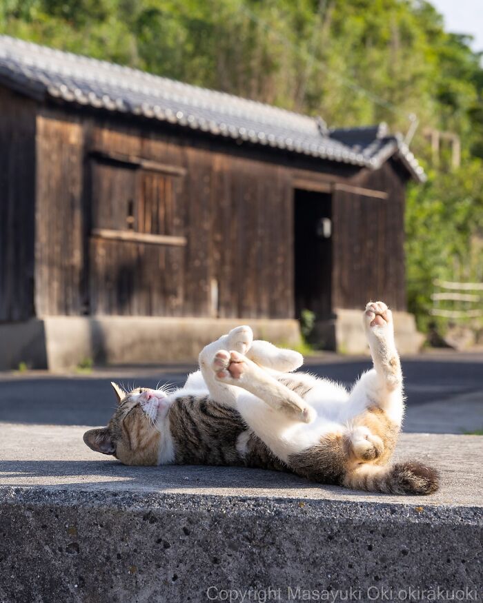 60 Photos Showing The Funny, Sweet, And Quirky Lives Of Japan&#8217;s Street Cats