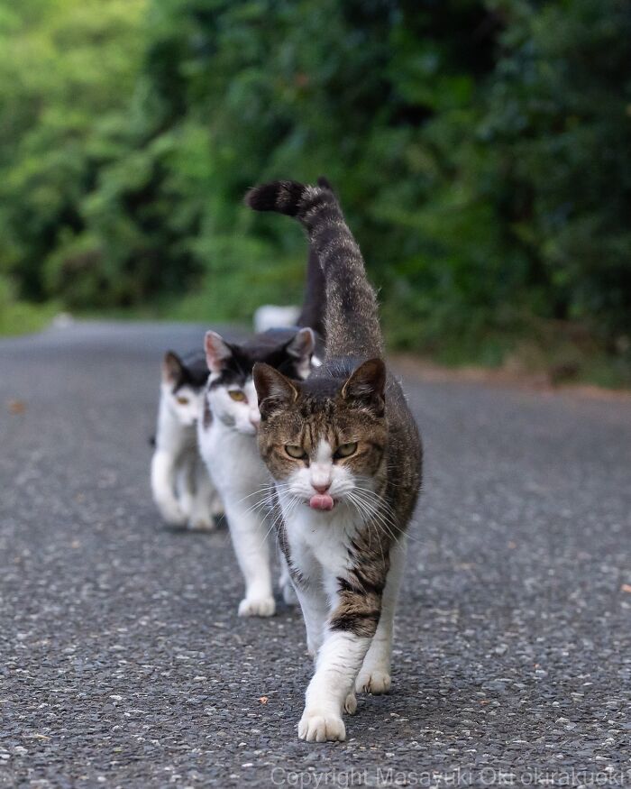 60 Photos Showing The Funny, Sweet, And Quirky Lives Of Japan&#8217;s Street Cats
