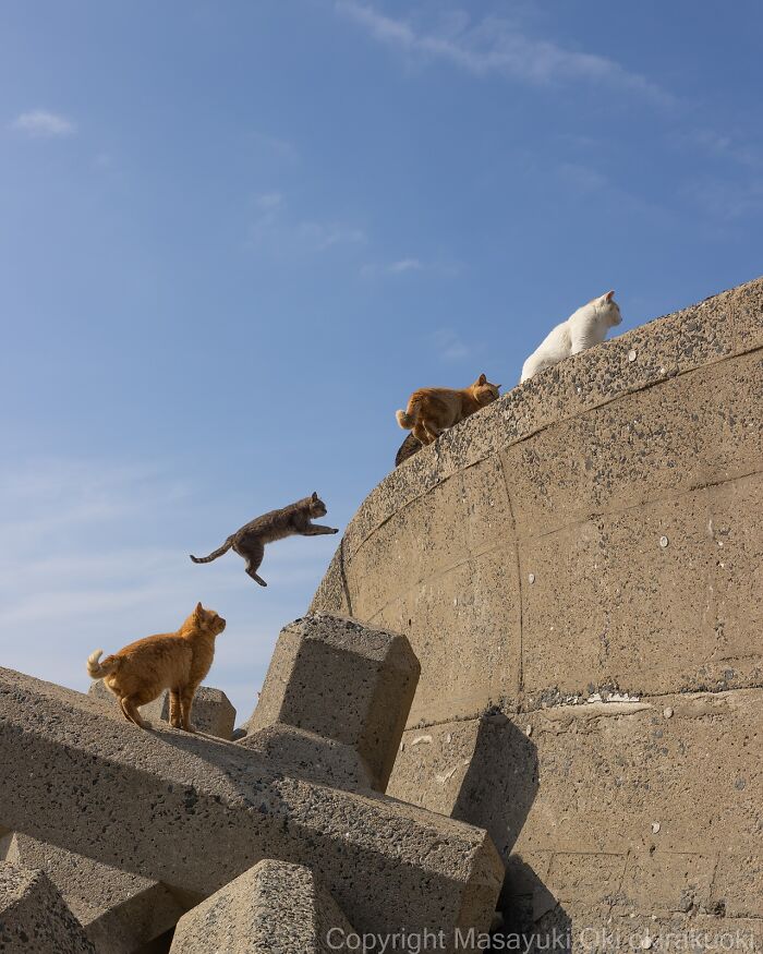 60 Photos Showing The Funny, Sweet, And Quirky Lives Of Japan&#8217;s Street Cats