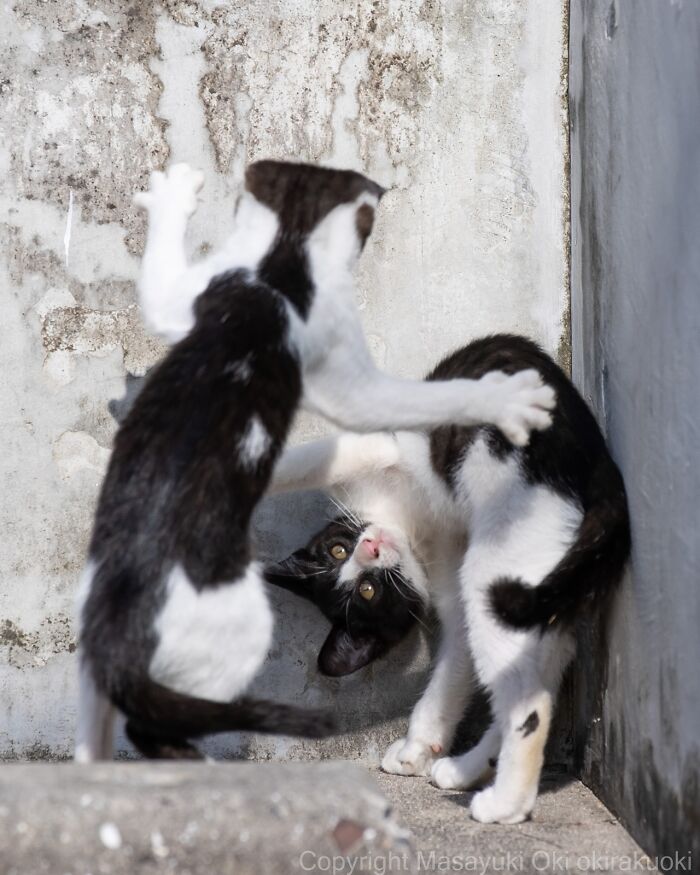 60 Photos Showing The Funny, Sweet, And Quirky Lives Of Japan&#8217;s Street Cats