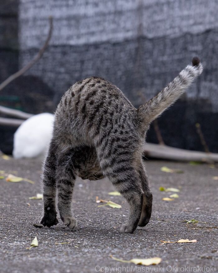 60 Photos Showing The Funny, Sweet, And Quirky Lives Of Japan&#8217;s Street Cats