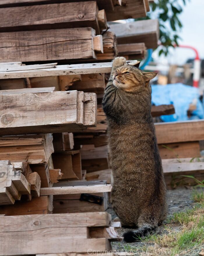 60 Photos Showing The Funny, Sweet, And Quirky Lives Of Japan&#8217;s Street Cats