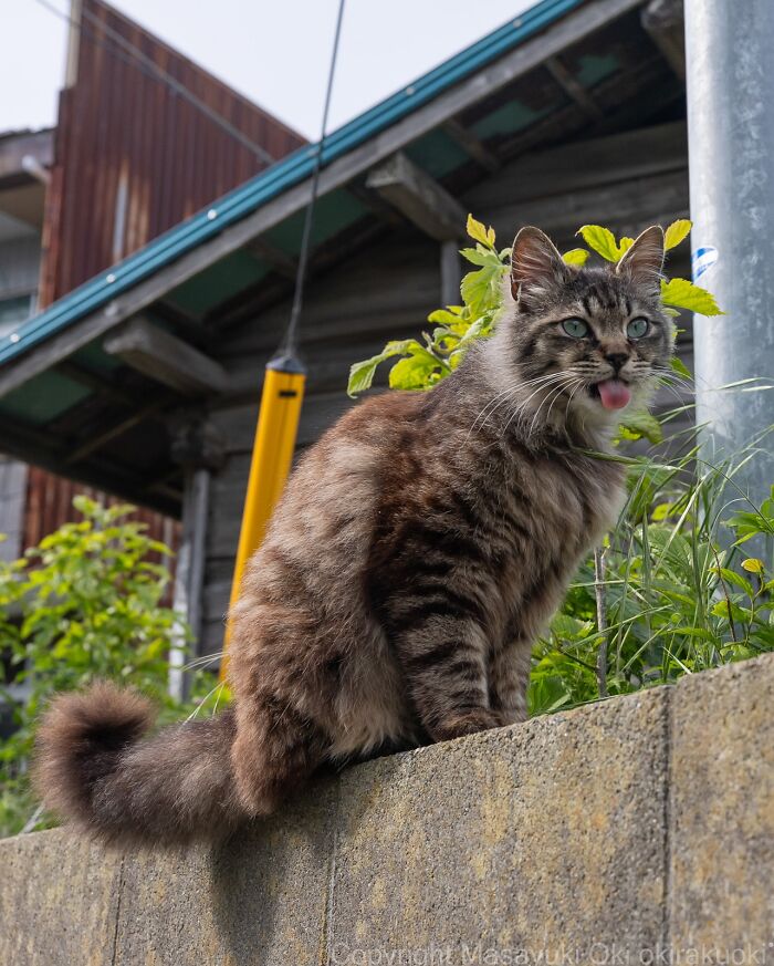 60 Photos Showing The Funny, Sweet, And Quirky Lives Of Japan&#8217;s Street Cats