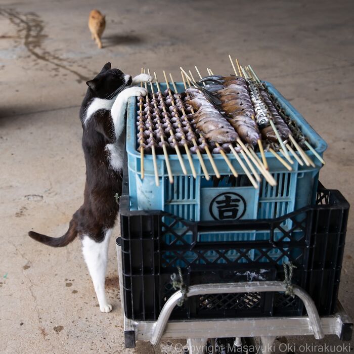 60 Photos Showing The Funny, Sweet, And Quirky Lives Of Japan&#8217;s Street Cats