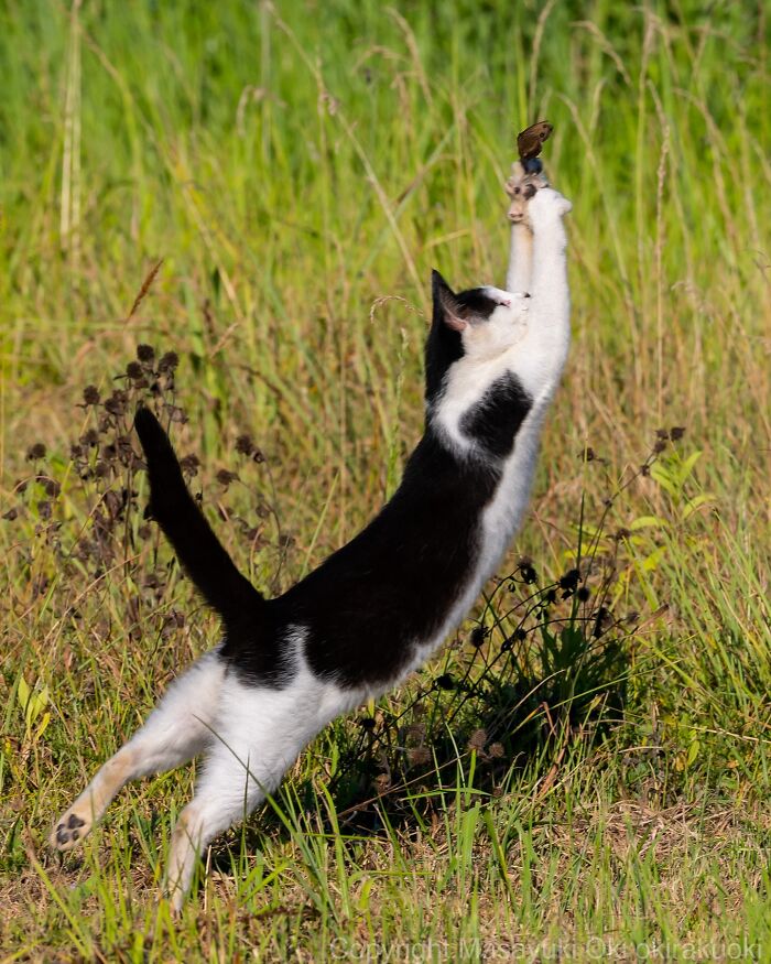 60 Photos Showing The Funny, Sweet, And Quirky Lives Of Japan&#8217;s Street Cats