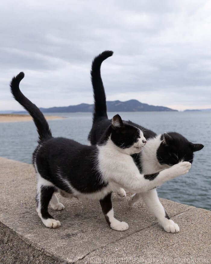 60 Photos Showing The Funny, Sweet, And Quirky Lives Of Japan&#8217;s Street Cats