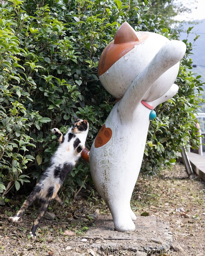 60 Photos Showing The Funny, Sweet, And Quirky Lives Of Japan&#8217;s Street Cats