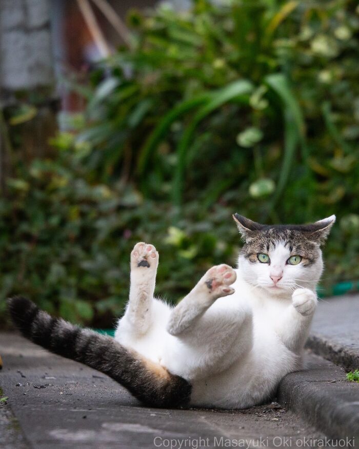 60 Photos Showing The Funny, Sweet, And Quirky Lives Of Japan&#8217;s Street Cats