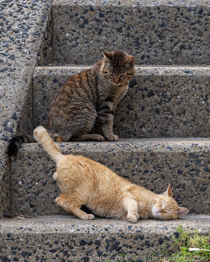 60 Photos Showing The Funny, Sweet, And Quirky Lives Of Japan&#8217;s Street Cats