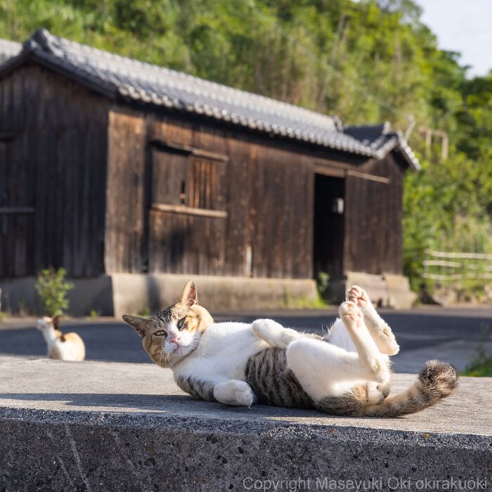 60 Photos Showing The Funny, Sweet, And Quirky Lives Of Japan&#8217;s Street Cats
