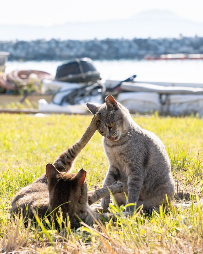 60 Photos Showing The Funny, Sweet, And Quirky Lives Of Japan&#8217;s Street Cats