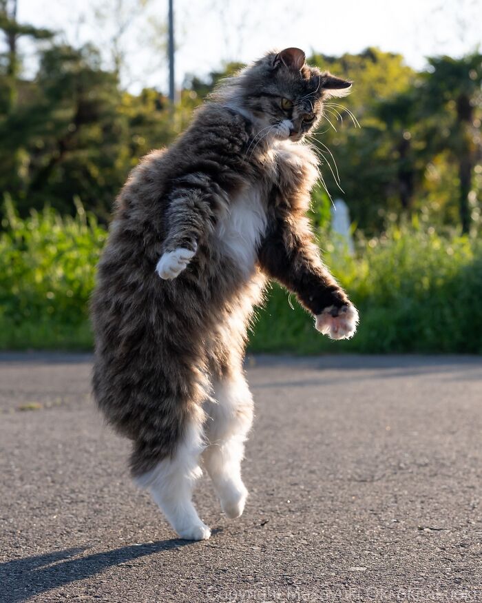 60 Photos Showing The Funny, Sweet, And Quirky Lives Of Japan&#8217;s Street Cats