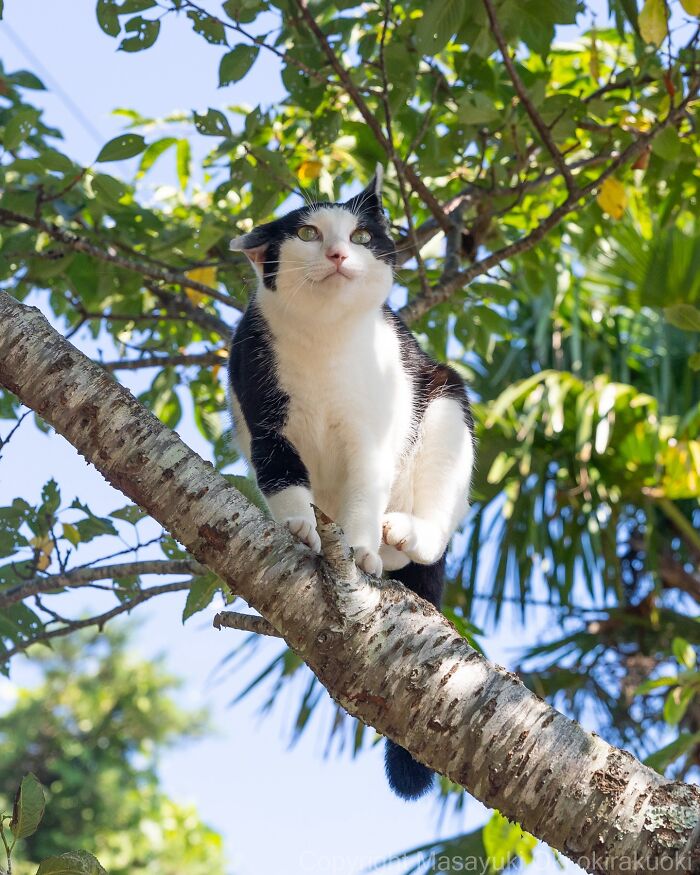60 Photos Showing The Funny, Sweet, And Quirky Lives Of Japan&#8217;s Street Cats