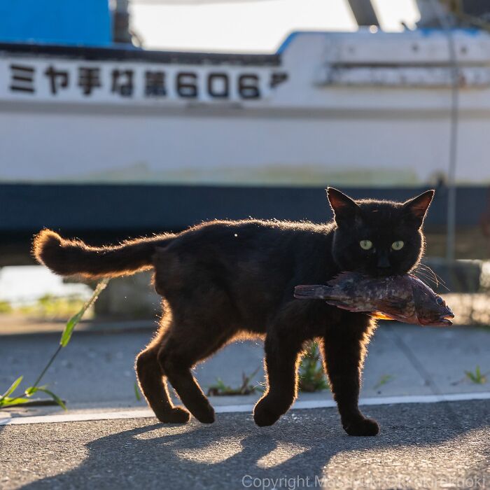 60 Photos Showing The Funny, Sweet, And Quirky Lives Of Japan&#8217;s Street Cats