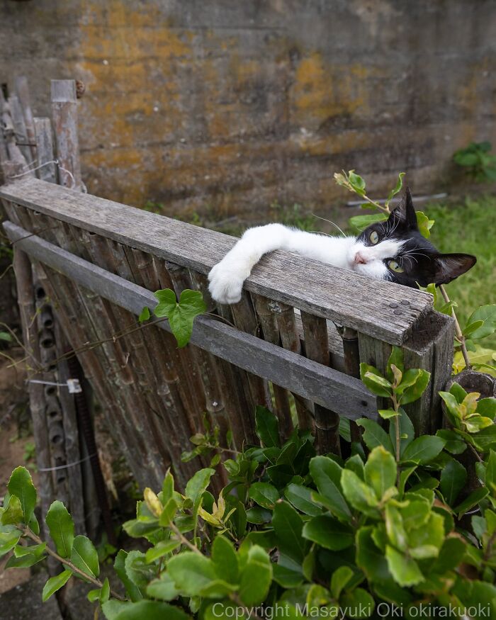 60 Photos Showing The Funny, Sweet, And Quirky Lives Of Japan&#8217;s Street Cats