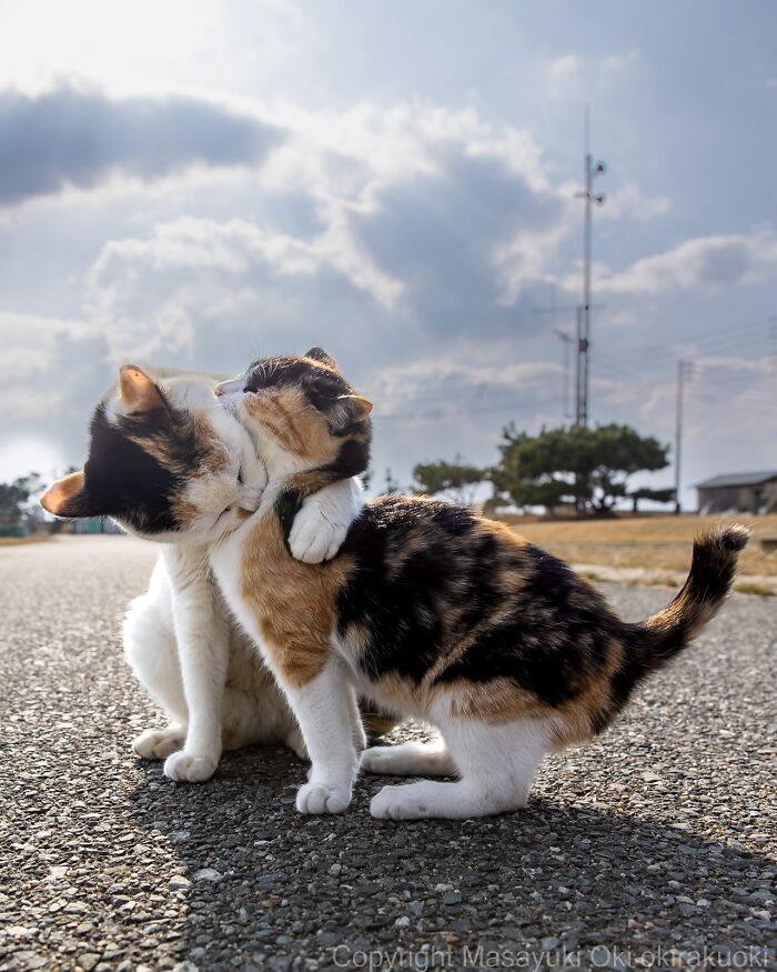 60 Photos Showing The Funny, Sweet, And Quirky Lives Of Japan&#8217;s Street Cats