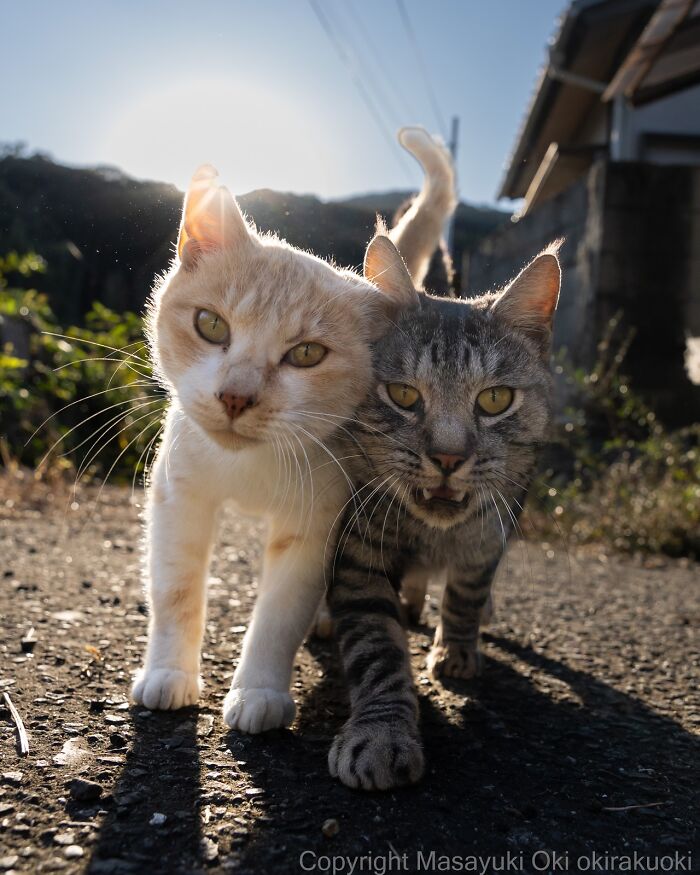60 Photos Showing The Funny, Sweet, And Quirky Lives Of Japan&#8217;s Street Cats
