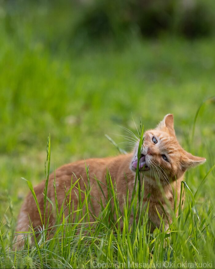 60 Photos Showing The Funny, Sweet, And Quirky Lives Of Japan&#8217;s Street Cats