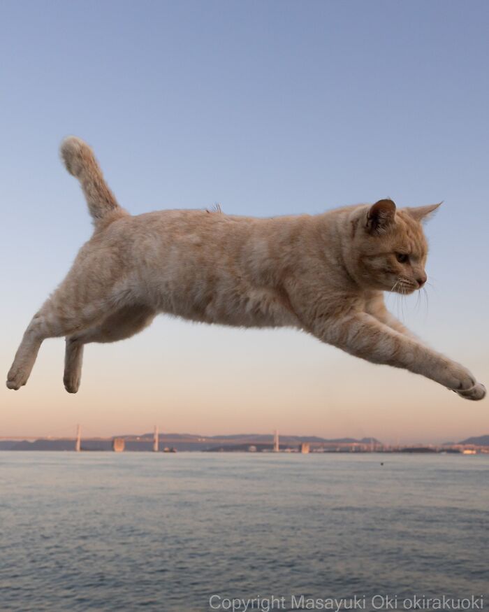 60 Photos Showing The Funny, Sweet, And Quirky Lives Of Japan&#8217;s Street Cats