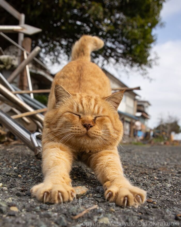 60 Photos Showing The Funny, Sweet, And Quirky Lives Of Japan&#8217;s Street Cats
