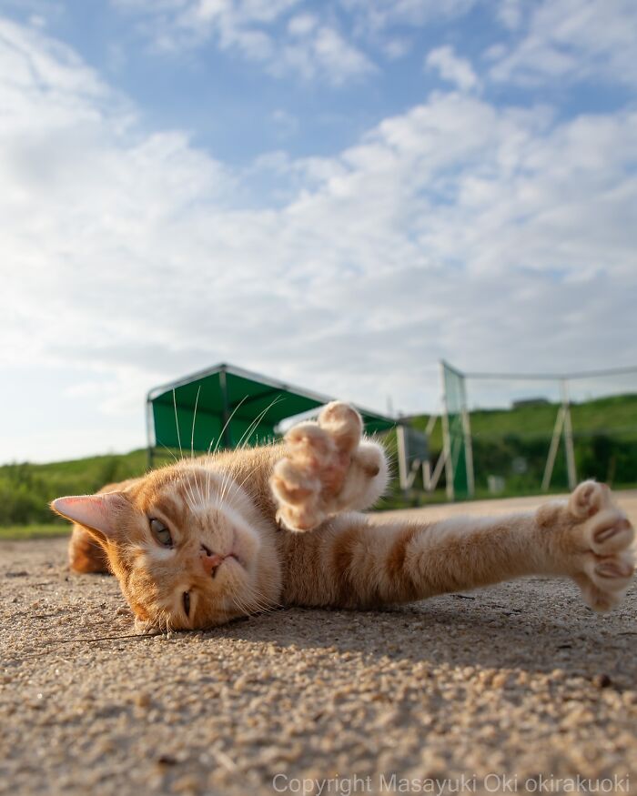 60 Photos Showing The Funny, Sweet, And Quirky Lives Of Japan&#8217;s Street Cats